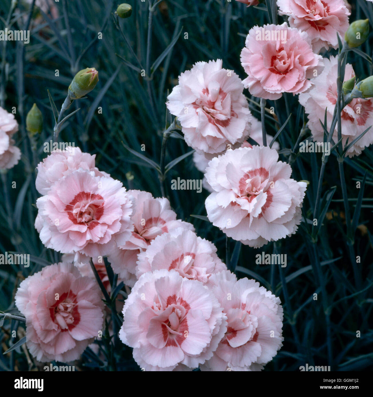 Dianthus - `Doris' (Pinks)   PER016833 Stock Photo